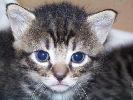 chaton